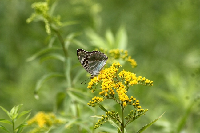 Farfalle e ambienti del parco del Ticino